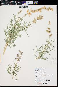 Lupinus argenteus subsp. rubricaulis image