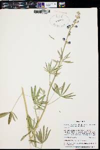 Lupinus argenteus subsp. rubricaulis image