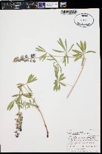 Lupinus argenteus subsp. rubricaulis image