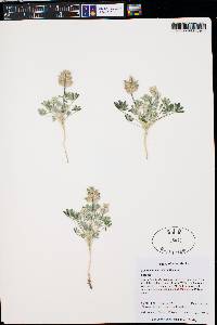 Lupinus brevicaulis image