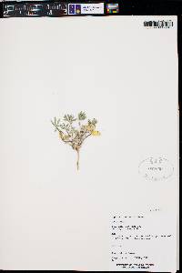 Lupinus brevicaulis image