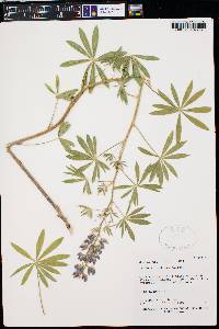 Lupinus caudatus image