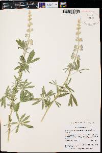 Lupinus caudatus subsp. caudatus image