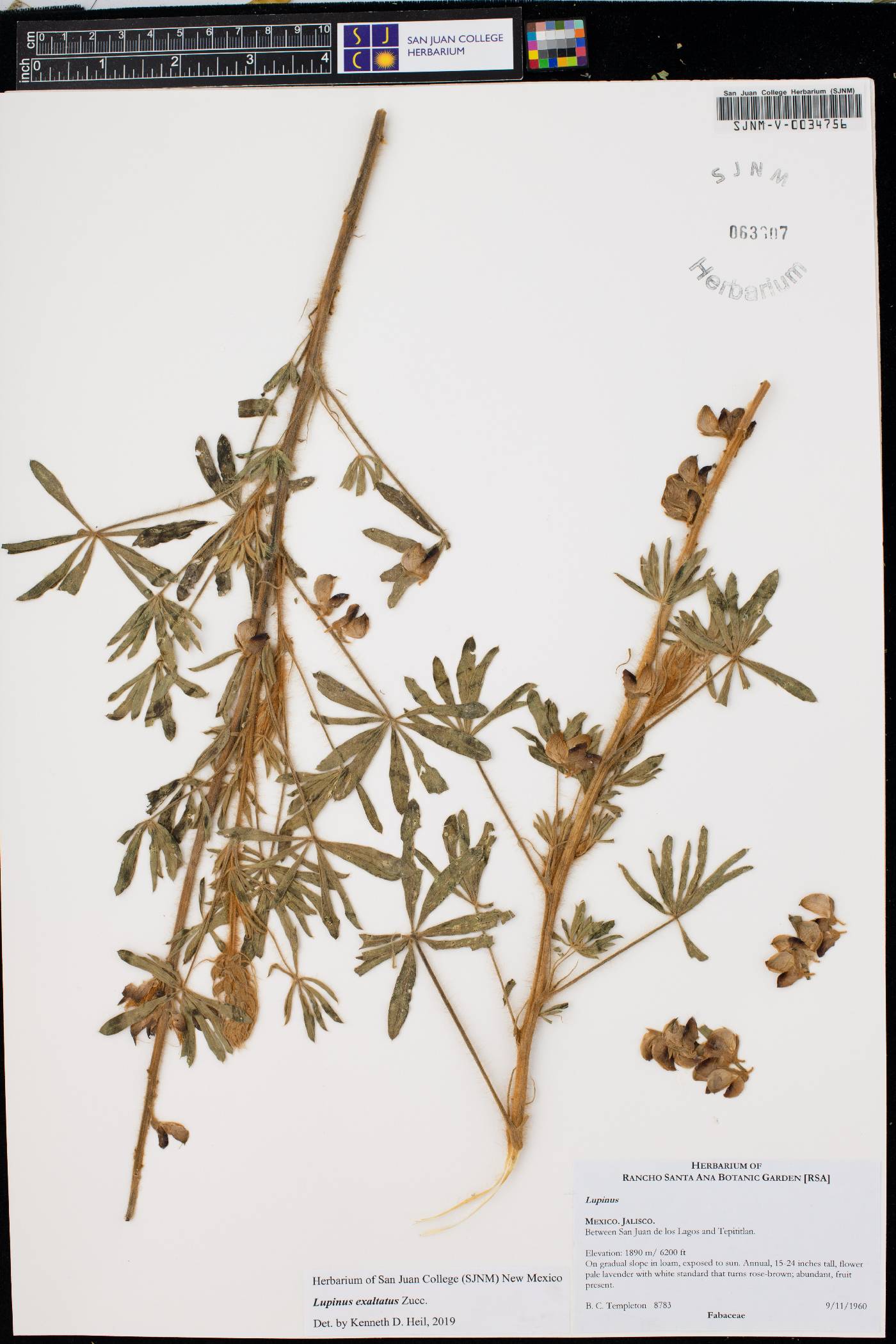Lupinus exaltatus image