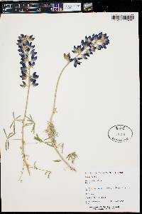 Lupinus longifolius image