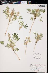 Lupinus pusillus image