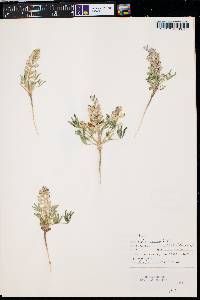 Lupinus pusillus image