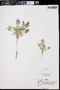 Lupinus pusillus image