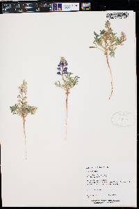 Lupinus pusillus image