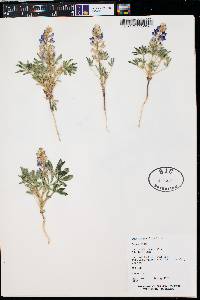 Lupinus pusillus image