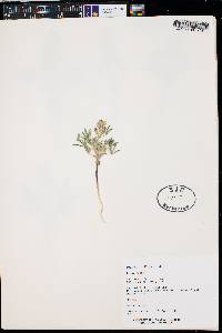 Lupinus pusillus image