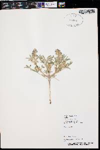 Lupinus pusillus image