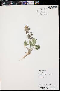 Lupinus pusillus image