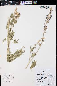 Lupinus sericeus image