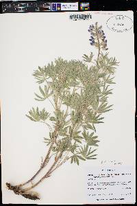 Lupinus sericeus image