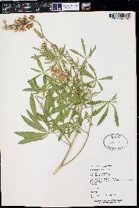 Lupinus sericeus image