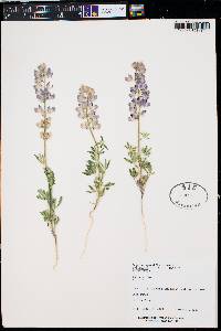 Lupinus sparsiflorus image