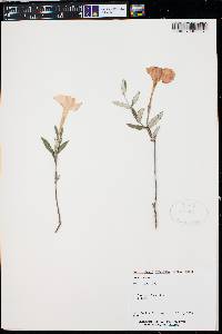 Macrosiphonia hypoleuca image