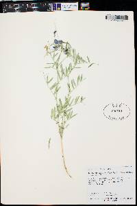 Lathyrus brachycalyx subsp. zionis image