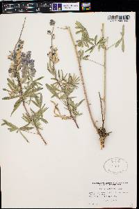 Lupinus argenteus var. argentatus image