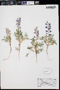 Lupinus pusillus image