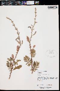 Mimosa dysocarpa image