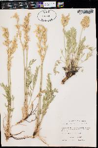 Oxytropis sericea subsp. sericea image