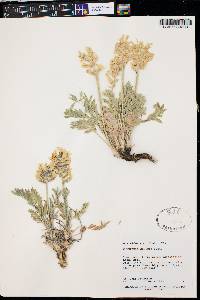 Oxytropis sericea image