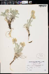 Oxytropis sericea var. spicata image