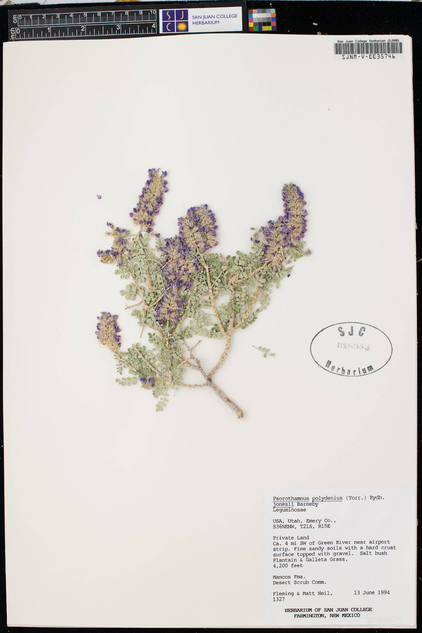 Psorothamnus polydenius var. jonesii image