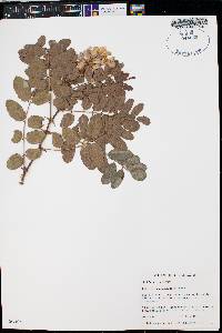 Robinia neomexicana var. neomexicana image