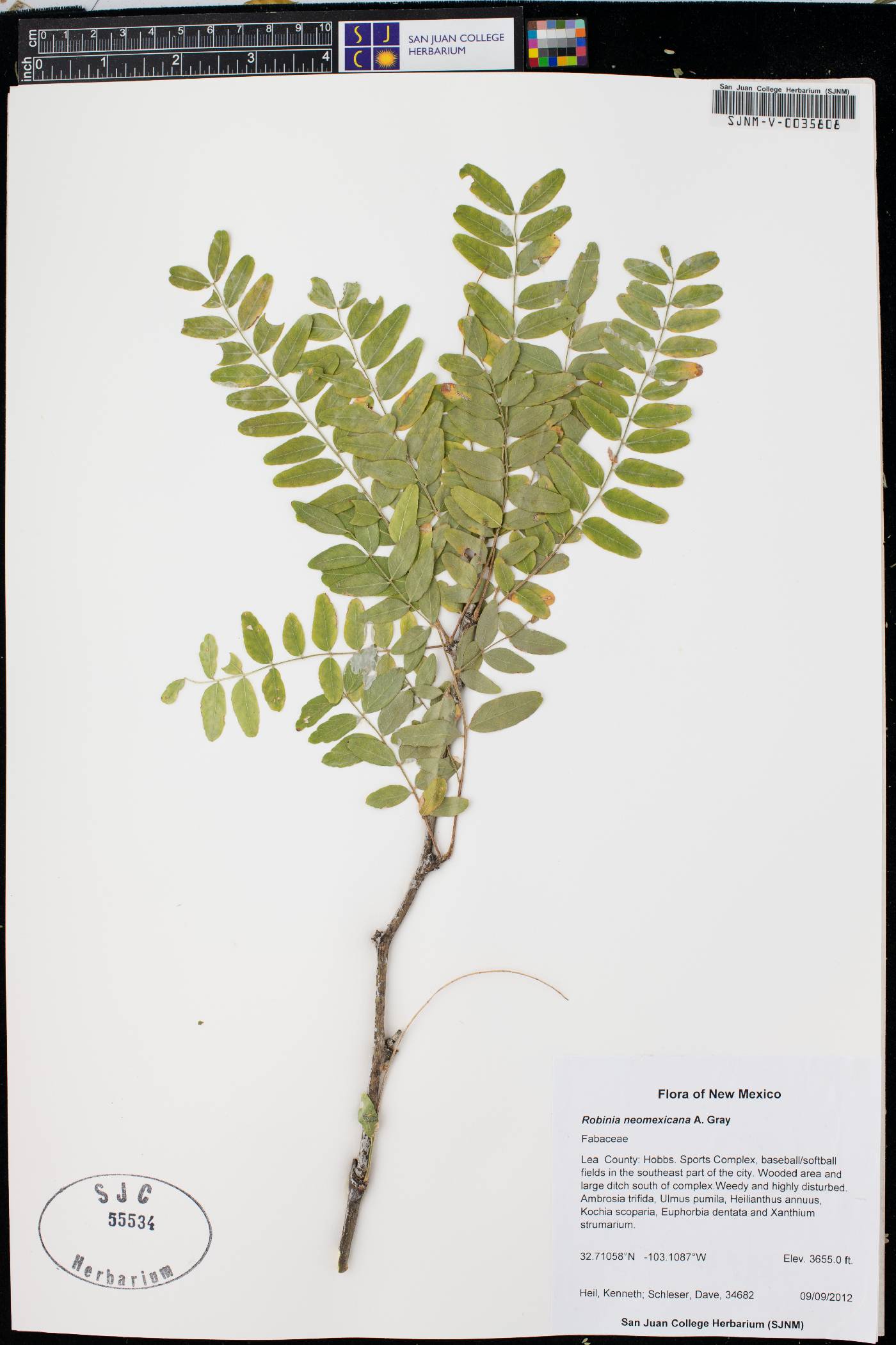 Robinia neomexicana var. neomexicana image