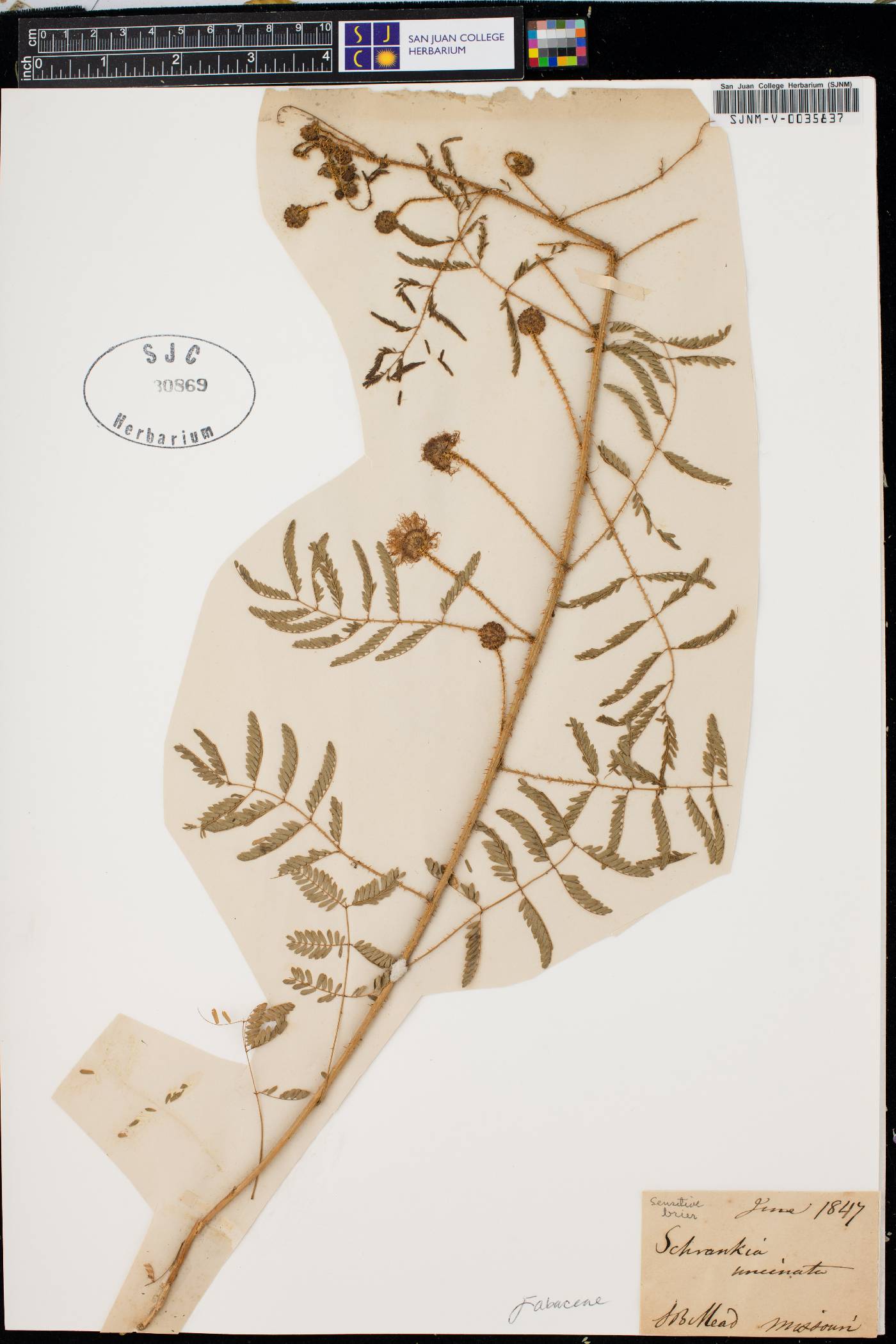Mimosa microphylla image