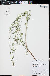 Pediomelum tenuiflorum image