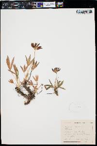 Trifolium alpinum image