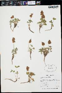 Trifolium brandegei image