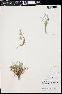 Trifolium gymnocarpon subsp. plummerae image