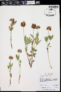 Trifolium longipes image