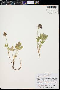 Trifolium parryi var. parryi image