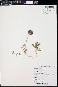 Trifolium parryi image