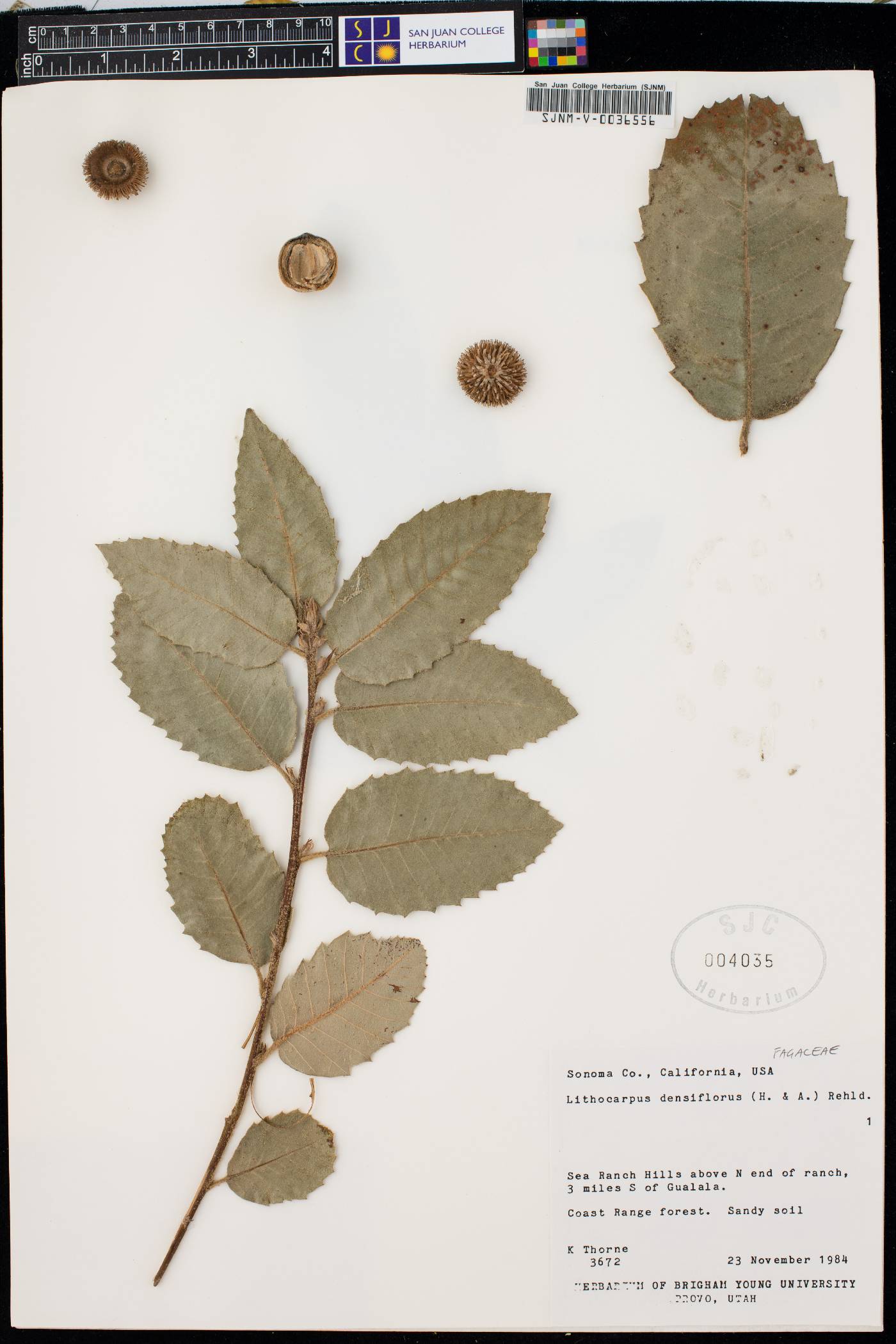 Lithocarpus densiflorus image