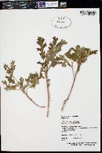 Quercus gambelii image