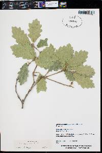 Quercus X pauciloba image