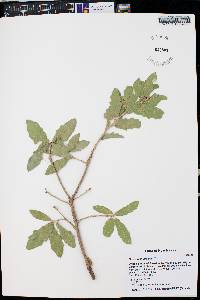 Quercus x undulata image