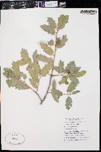 Quercus x undulata image