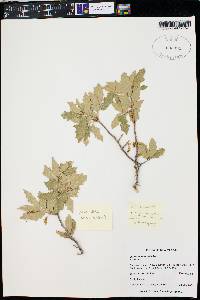 Quercus x undulata image