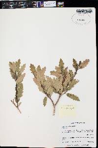 Quercus x undulata image