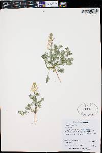 Corydalis aurea subsp. aurea image