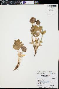 Trifolium parryi image