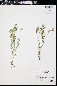 Corydalis aurea image